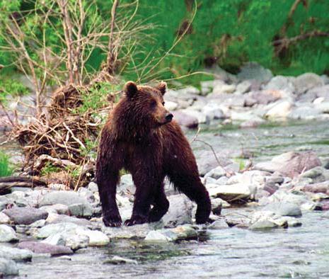 Иллюстрация к книге — Мохнатый бог [i_263.jpg]