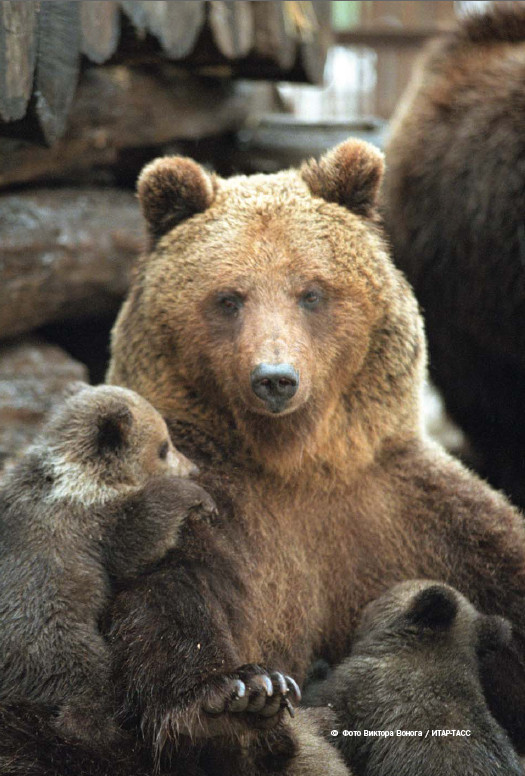 Иллюстрация к книге — Мохнатый бог [i_266.jpg]