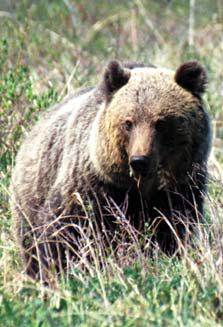 Иллюстрация к книге — Мохнатый бог [i_269.jpg]