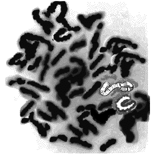 Иллюстрация к книге — Ночная охота [_0721.png]