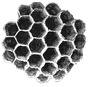 Иллюстрация к книге — Инстинкт [i_002.png]