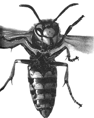 Иллюстрация к книге — Инстинкт [i_004.png]