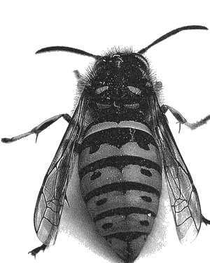 Иллюстрация к книге — Инстинкт [i_005.png]