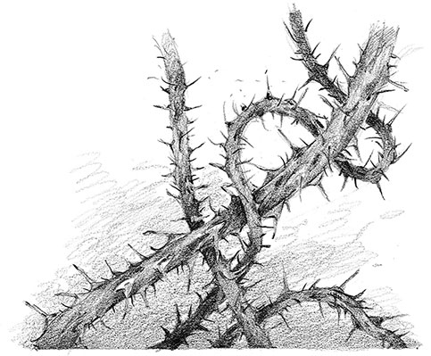 Иллюстрация к книге — Живые тени [i_027.jpg]