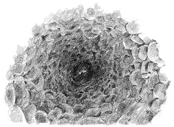 Иллюстрация к книге — Живые тени [i_046.jpg]