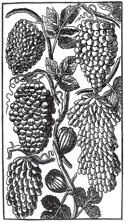 Иллюстрация к книге — Пир Джона Сатурналла [i_002.jpg]