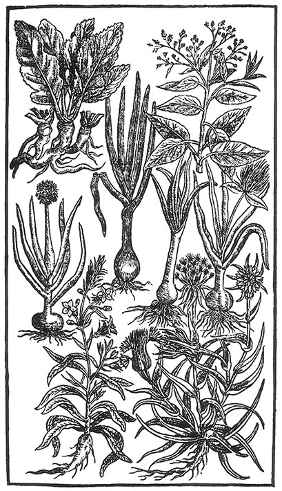 Иллюстрация к книге — Пир Джона Сатурналла [i_005.jpg]