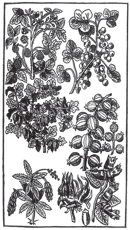 Иллюстрация к книге — Пир Джона Сатурналла [i_007.jpg]