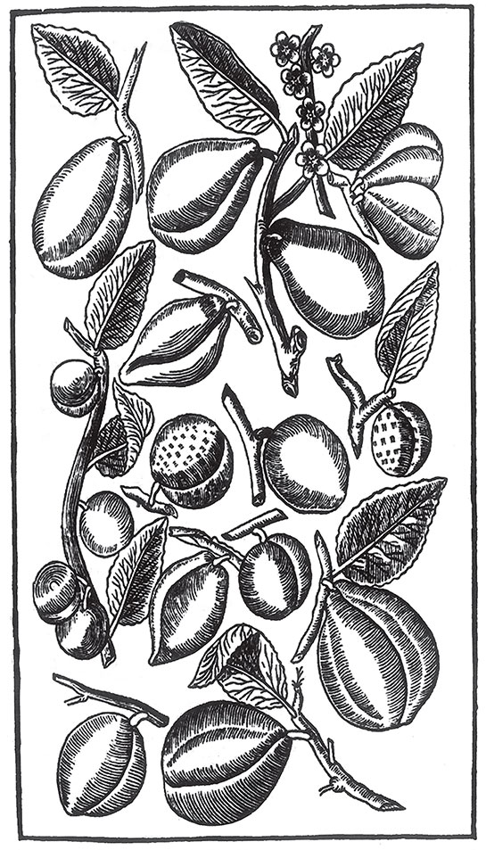 Иллюстрация к книге — Пир Джона Сатурналла [i_009.jpg]