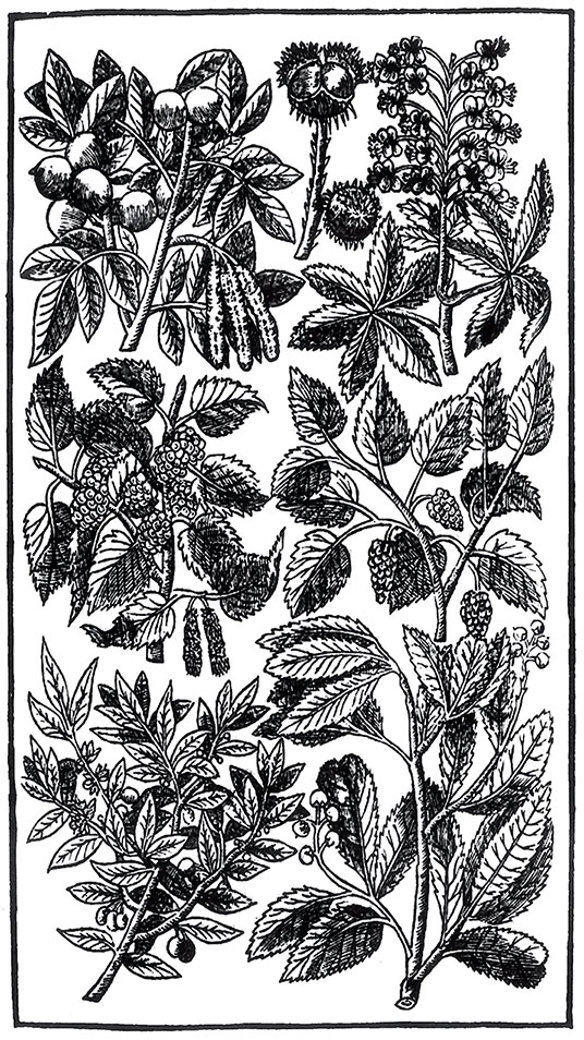 Иллюстрация к книге — Пир Джона Сатурналла [i_011.jpg]