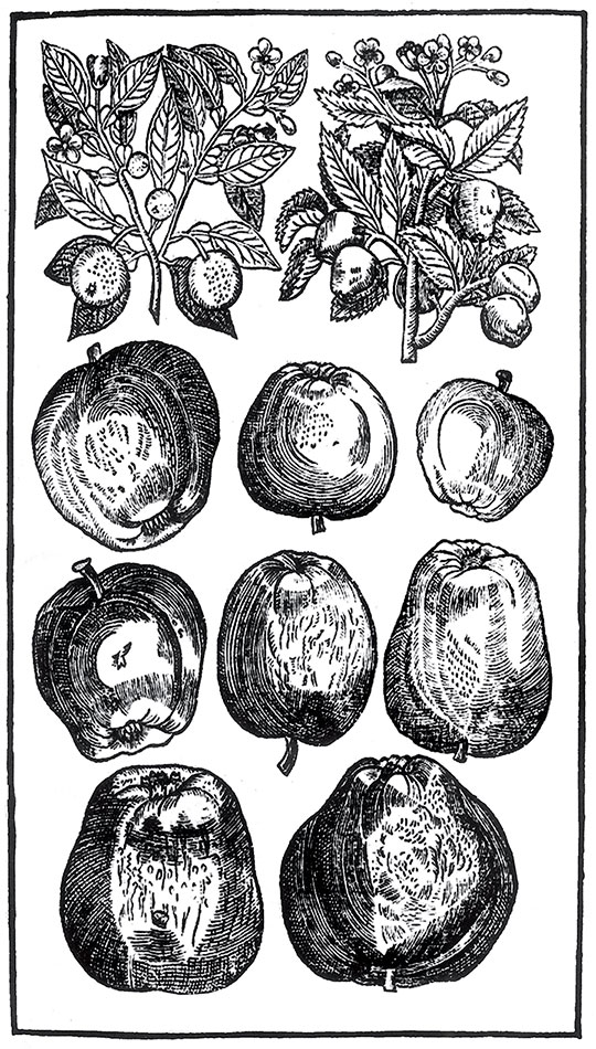 Иллюстрация к книге — Пир Джона Сатурналла [i_014.jpg]