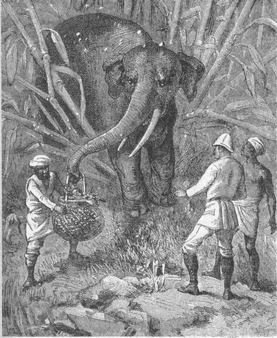 Иллюстрация к книге — В дебрях Индии [i_006.jpg]