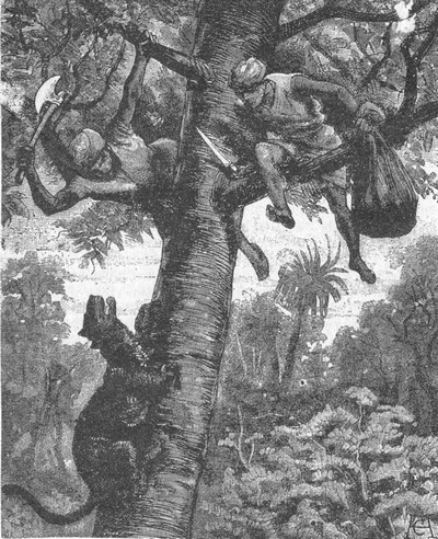 Иллюстрация к книге — В дебрях Индии [i_010.jpg]