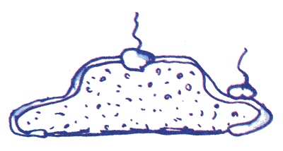 Иллюстрация к книге — Лекции профессора Чайникова [i_075.jpg]