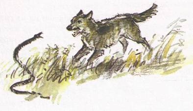 Иллюстрация к книге — Рассказы о природе [i_005.jpg]