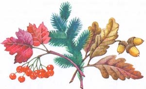 Иллюстрация к книге — Гном Хербе и леший [i_019.jpg]