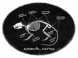 Иллюстрация к книге — Дневник профессора Гаргульи [i_005.jpg]