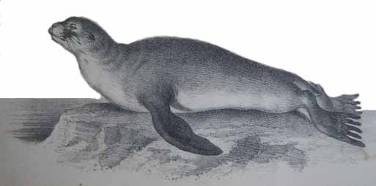 Иллюстрация к книге — Остров без сокровищ [i_008.jpg]