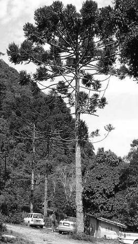 Иллюстрация к книге — Остров без сокровищ [i_009.jpg]