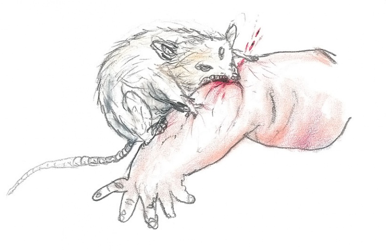 Иллюстрация к книге — Доктор Проктор и его волшебный порошок [i_019.jpg]