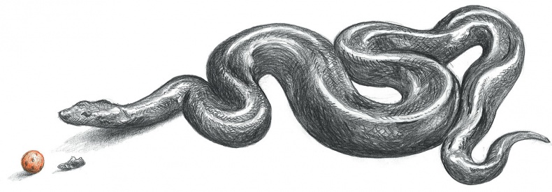 Иллюстрация к книге — Доктор Проктор и его волшебный порошок [i_042.jpg]