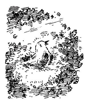 Иллюстрация к книге — Чучело и его слуга [_033.jpg]