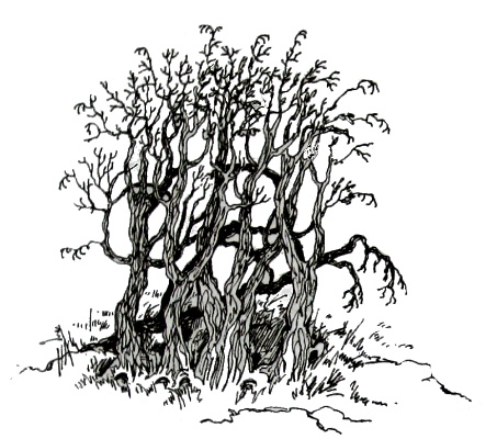 Иллюстрация к книге — Амулет Судьбы [i_007.jpg]