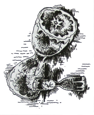 Иллюстрация к книге — Амулет Судьбы [i_012.jpg]