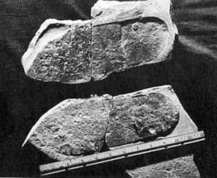 Иллюстрация к книге — Запретная археология [image05.jpg]