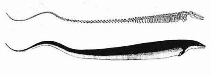 Иллюстрация к книге — Запретная археология [image13.jpg]