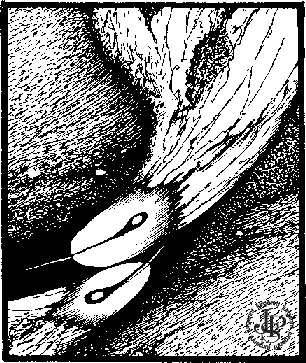 Иллюстрация к книге — Тропик Рака [i_008.jpg]