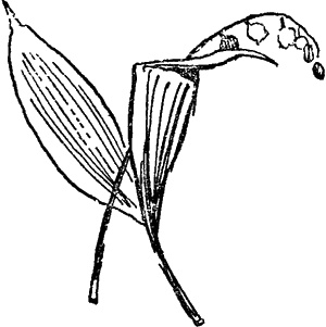 Иллюстрация к книге — Кондуит и Швамбрания [i_033.jpg]