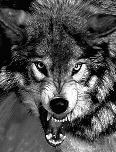 Иллюстрация к книге — Найти и исполнить [_1.jpg]