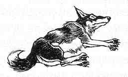 Иллюстрация к книге — Вильям и волки [i_005.jpg]