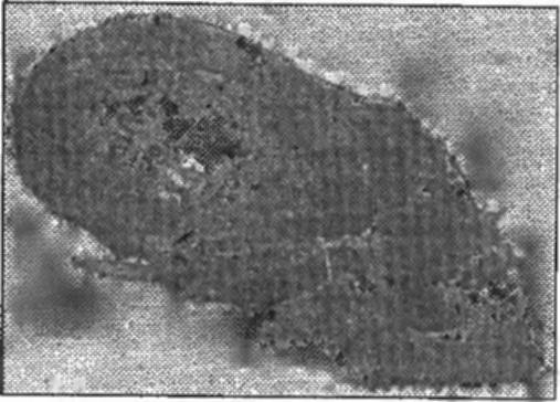 Иллюстрация к книге — Завещание майя [i_004.jpg]