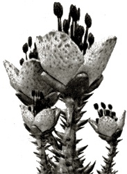 Иллюстрация к книге — Аватар Джеймса Кэмерона. В поисках На'ви [i_009.jpg]