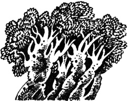 Иллюстрация к книге — Избранница [i_016.jpg]