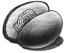 Иллюстрация к книге — В поисках йети [img35.jpg]