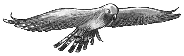 Иллюстрация к книге — Волшебный единорог [i_022.jpg]