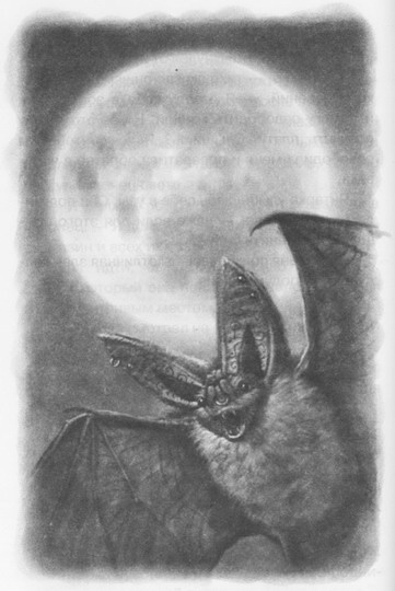 Иллюстрация к книге — Мыши и магия [_06.jpg]