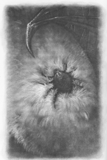 Иллюстрация к книге — Мыши и магия [_18.jpg]