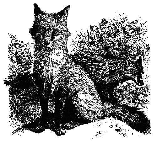 Иллюстрация к книге — Лунный зверь [i_005.jpg]