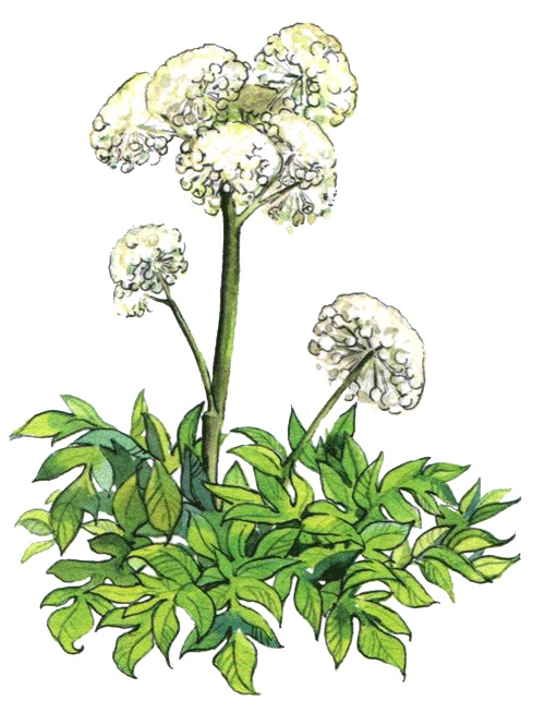 Иллюстрация к книге — Лето разноцветно-косолапое [i_006.jpg]