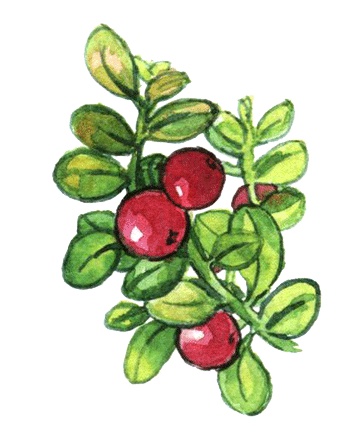 Иллюстрация к книге — Лето разноцветно-косолапое [i_024.jpg]