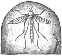 Иллюстрация к книге — Чисто убийственная магия [i_021.jpg]