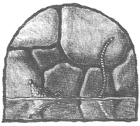 Иллюстрация к книге — Чисто убийственное зло [i_027.jpg]