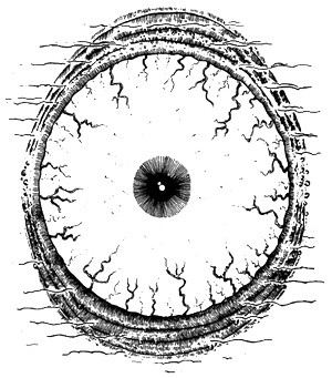 Иллюстрация к книге — 13 1/2 жизней капитана по имени Синий Медведь [i_030.jpg]