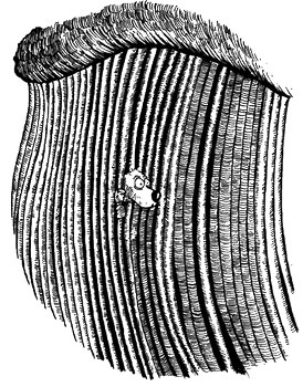 Иллюстрация к книге — 13 1/2 жизней капитана по имени Синий Медведь [i_031.jpg]