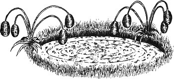 Иллюстрация к книге — 13 1/2 жизней капитана по имени Синий Медведь [i_039.jpg]