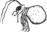 Иллюстрация к книге — 13 1/2 жизней капитана по имени Синий Медведь [i_113.jpg]